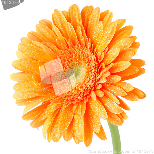 Image of Orange gerbera daisy flower