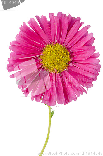 Image of Pink daisy flower 