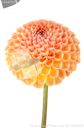 Image of Orange dahlia flower