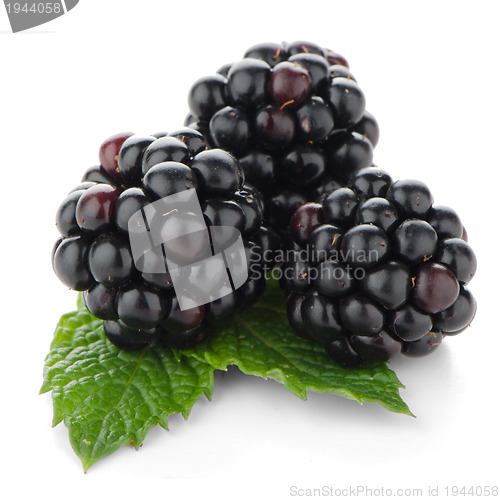 Image of fresh berry blackberry