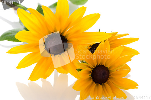 Image of Sunflowers