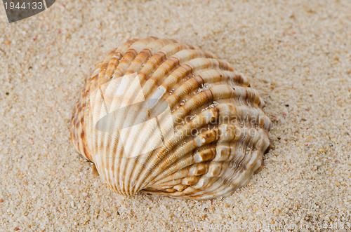 Image of Sea shell on the shore 