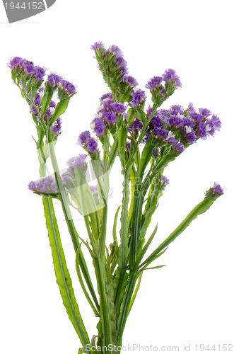 Image of Purple statice flowers