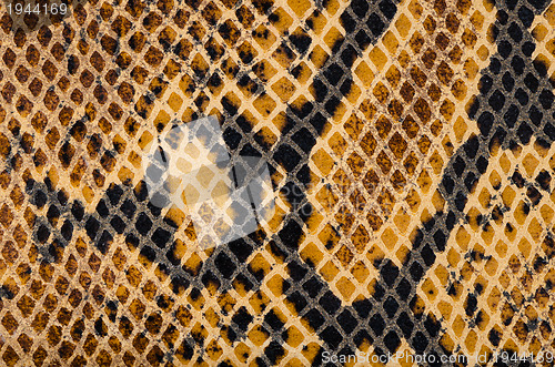 Image of Snake Skin Leather Texture 