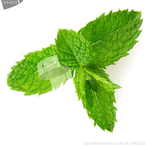 Image of Fresh mint close up