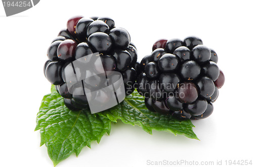 Image of Ripe fresh blackberry
