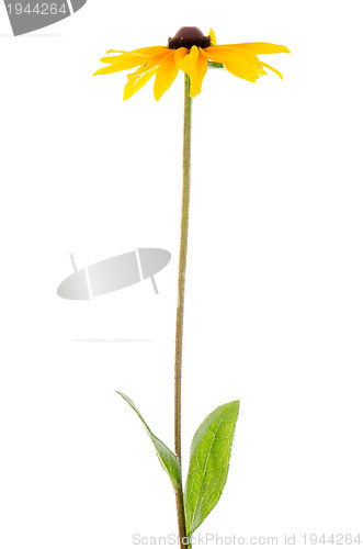 Image of Sunflower