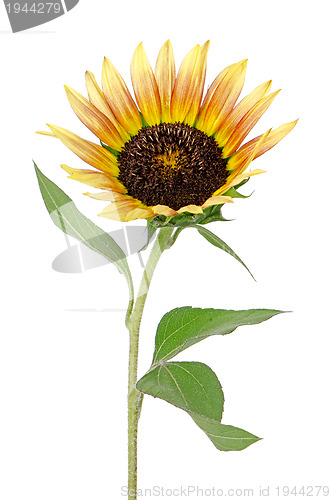 Image of Sunflower flower