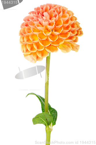 Image of Orange dahlia flower