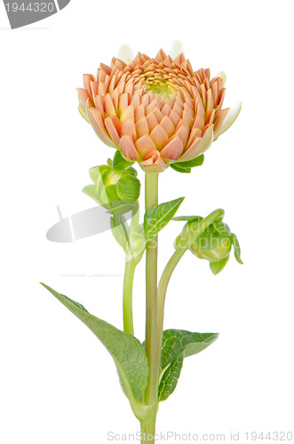 Image of Orange dahlia flower