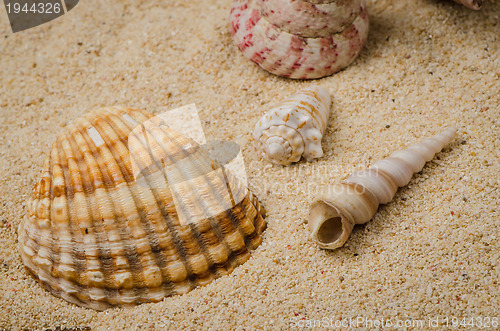 Image of Sea shell and conch on sand