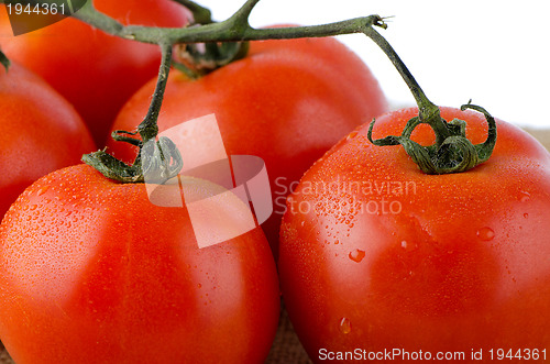 Image of Cherry tomatoes vine