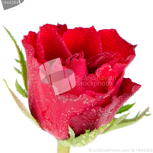 Image of Red rose