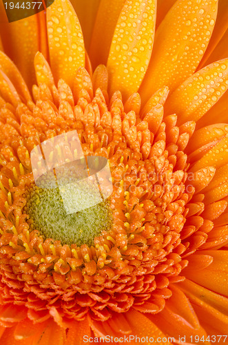 Image of Orange gerbera daisy 