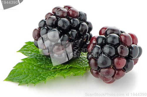 Image of Ripe fresh blackberry