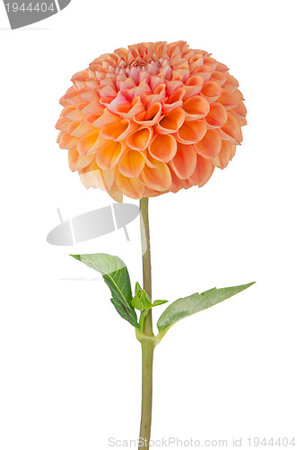 Image of Orange dahlia flower