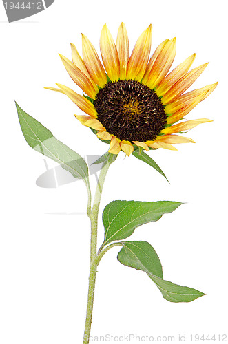 Image of Sunflower flower