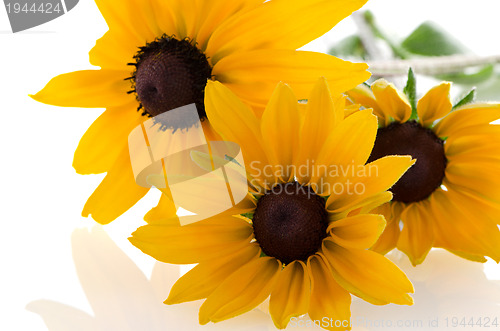 Image of Sunflowers