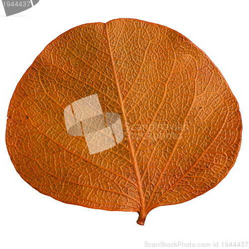 Image of Autumn leaf