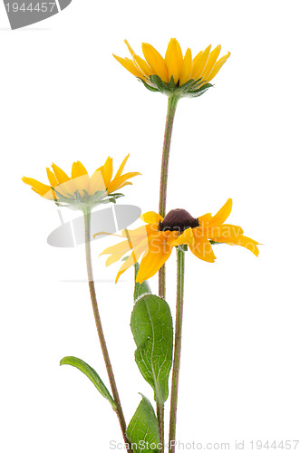 Image of Sunflowers