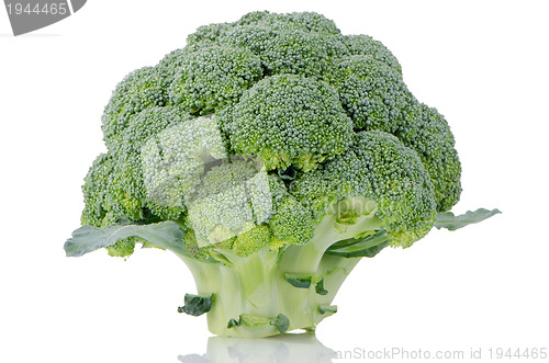 Image of Broccoli