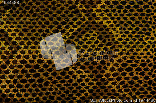 Image of Snake Skin Leather Texture 