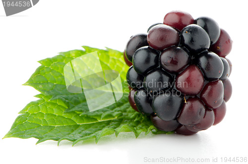 Image of Ripe fresh blackberry