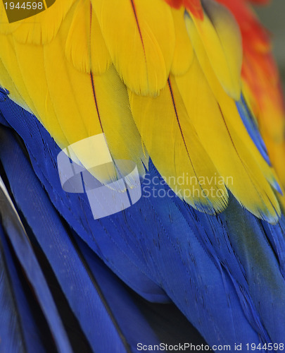 Image of Parrot Feathers