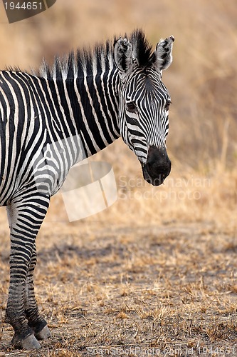 Image of African Zebra