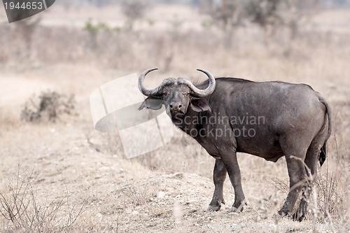 Image of Wild African Buffalo