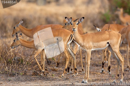 Image of Wild Impala