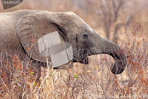 Image of Wild Elephant