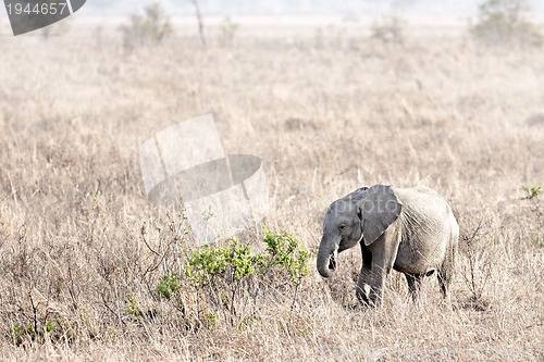 Image of Wild Elephant