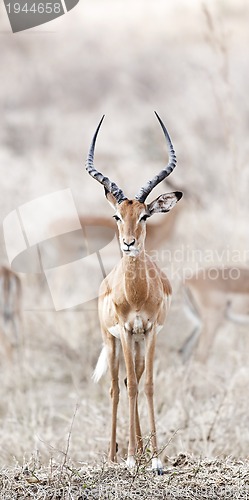 Image of Wild Impala