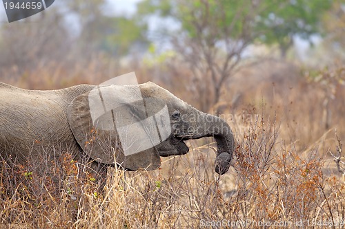 Image of Wild Elephant