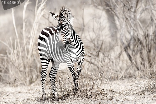 Image of African Zebra