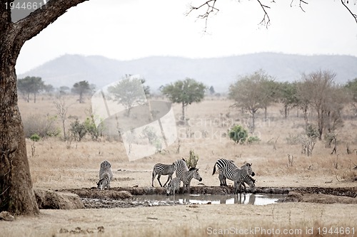 Image of African Zebra