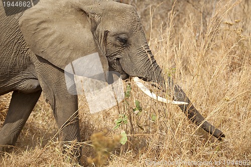 Image of Wild Elephant