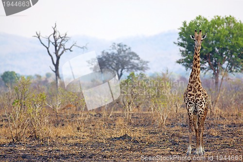 Image of Wild Giraffe