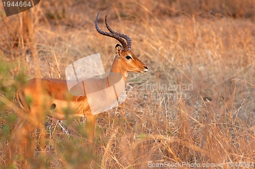 Image of Wild Impala