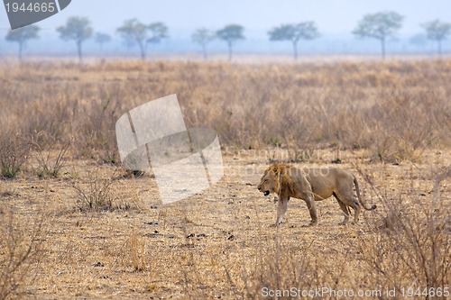 Image of Wild lion