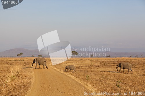 Image of Wild Elephant