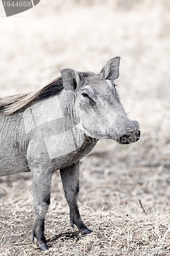 Image of Wild warthog