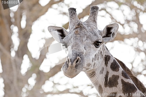 Image of Wild Giraffe