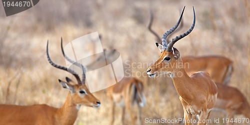 Image of Wild Impala