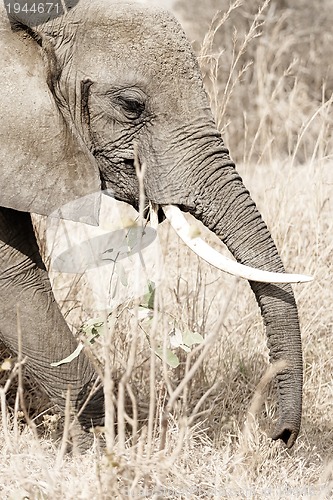 Image of Wild Elephant