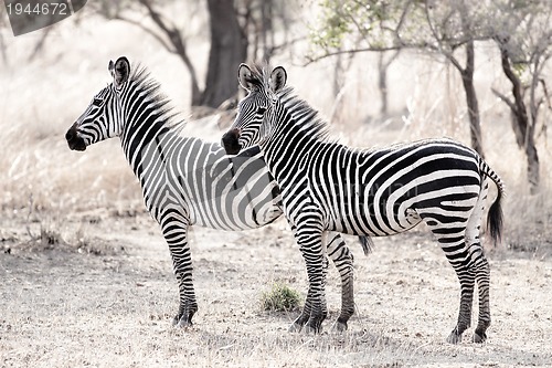 Image of African Zebra