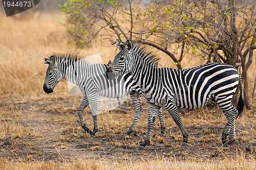 Image of African Zebra