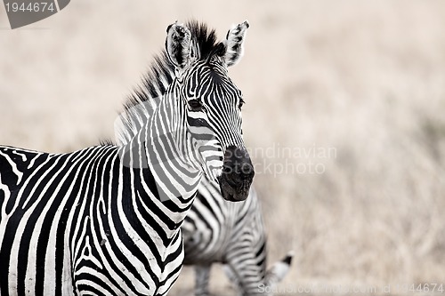 Image of African Zebra