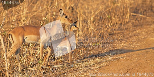 Image of Wild Impala